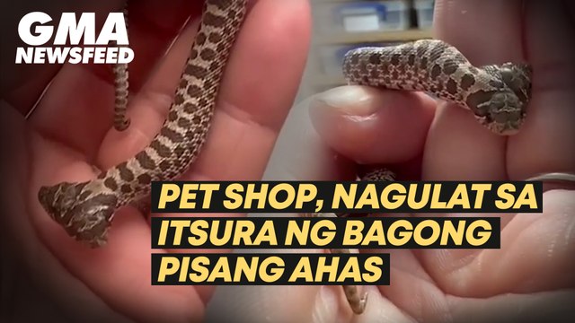 Pet shop, nagulat sa itsura ng bagong pisang ahas | GMA News Feed