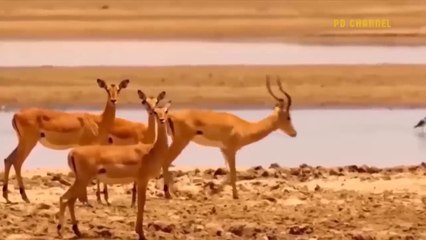 Can She Survive Lion Loses A Leg When Clashing With Ferocious Crocodile Monster To Protect Prey