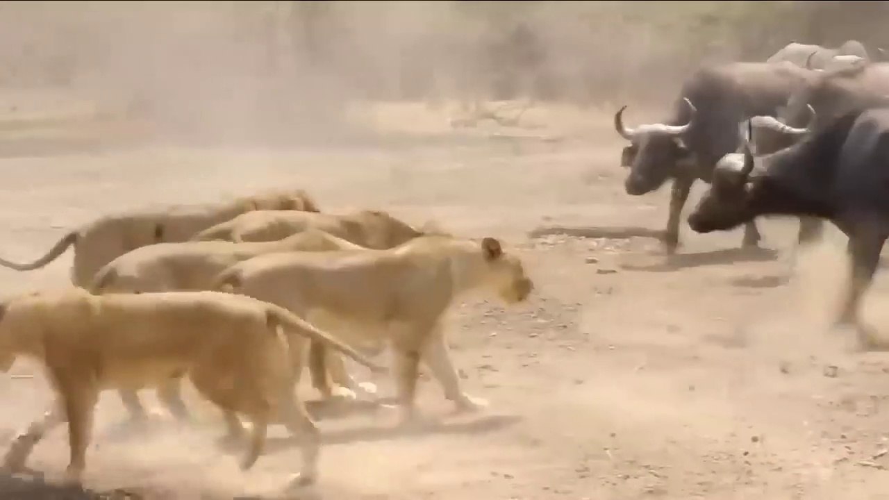 Warthog Adventure! The Sly Warthog Fights Alone And Knock Down Africa's Deadliest Predators