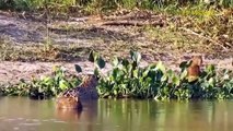 Painful! Hungry Leopard Ventures Into Crocodile Territory To Hunt And Tragedy Ensues.