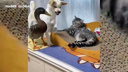 Kediyi savunan köpek şaşırttı: 'Ördeği patakladı'