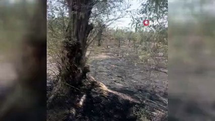 Burdur'da 100 adet meyve ağacı ve 50 dönüm arazi yandı