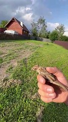 Helped a bird stuck in fence