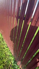 Helped a bird stuck in fence