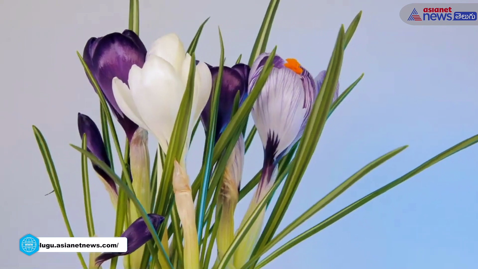 రోజూ పాలల్లో చిటికెడు కుంకుమపువ్వు కలిపి తీసుకోండి..కొన్ని రోజుల్లో మీ ఆరోగ్యం లో వచ్చే మార్పు చూడండి...