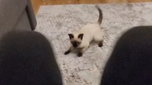 Silly kitten shows off its jumpy side while playing with owner