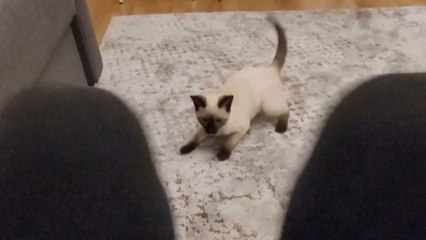 Silly kitten shows off its jumpy side while playing with owner