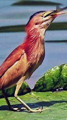 The battle between fish and birds! #