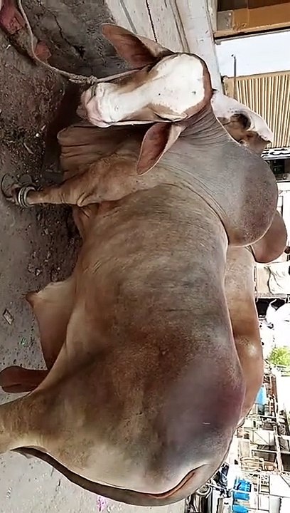 Beautiful cows for Qurbani 2021