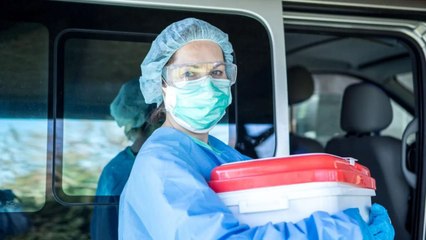 A genetically altered pig kidney transplanted into a human a month ago is still working: ‘It looks even better than a human kidney’