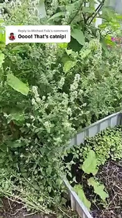 Cat Lady Discovers Wild Catnip