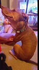 Dog Makes A Funny Face