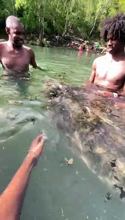 Men Swim With Manatee