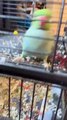 Parrot Dances During Cleaning Time