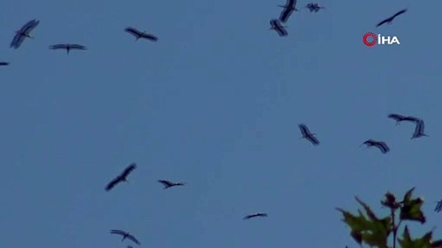 Göç yolundaki leyleklerin gökyüzündeki dansı