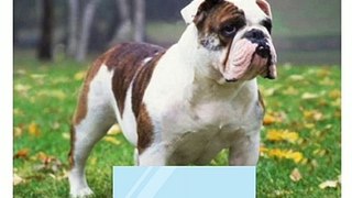Types of Dogs | 30 Top Ranked Dogs
