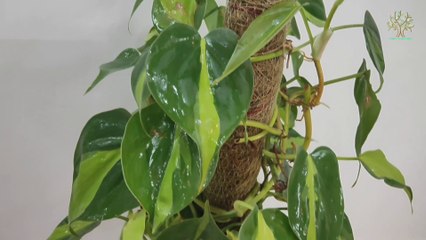 कम रोशनी में चलने वाला खूबसूरत पौधा | Philodendron Brasil plant care | philodendron plant | indoor