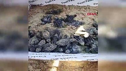 Geçen yıl 665 bin 696 deniz kaplumbağası, Türkiye sahillerinde denize kavuştu