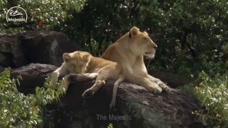 12 Impressive Moments When Deadly Horns Crush Predators#lion#leapard#viral#tranding#