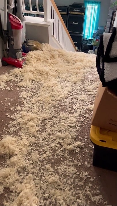 Dogs Demonstrate Just How Many Feathers are in a King Size Pillow