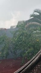 Jardim Botânico tem registro de chuvas, neste domingo (27/8)