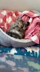 Foster Kitten allaitant sur ses orteils et préparant des biscuits