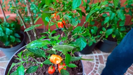 Cosechando Chiles Habaneros Chiltepin De Arbol Aji Guindillas Pepper Plantas Macetas Jardin Patio