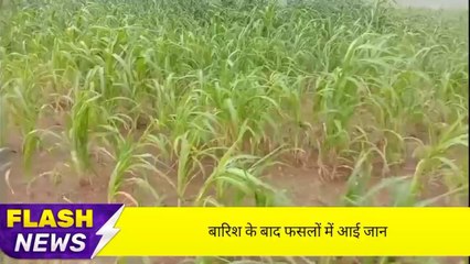 नागौर: बारिश के बाद फसलों में आई जान&#039;, किसानों के खिले चेहरे, देखिए नजारा