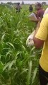 नकली दवाओं से अफसरों की मौज, खेती हो रही तबाह, देखें वीडियो