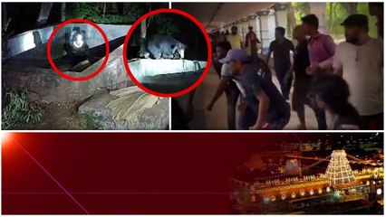 Thirumala... అలిపిరి మెట్ల దారిలో మరో ఎలుగుబంటి సంచారం... | Telugu OneIndia