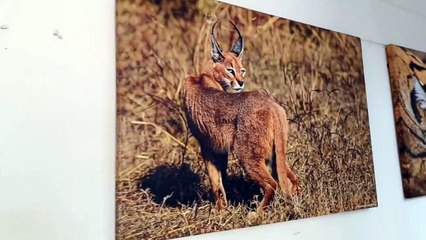 इस कार्यालय में घुस गए कई खतरनाक जानवर...देखें वीडियो