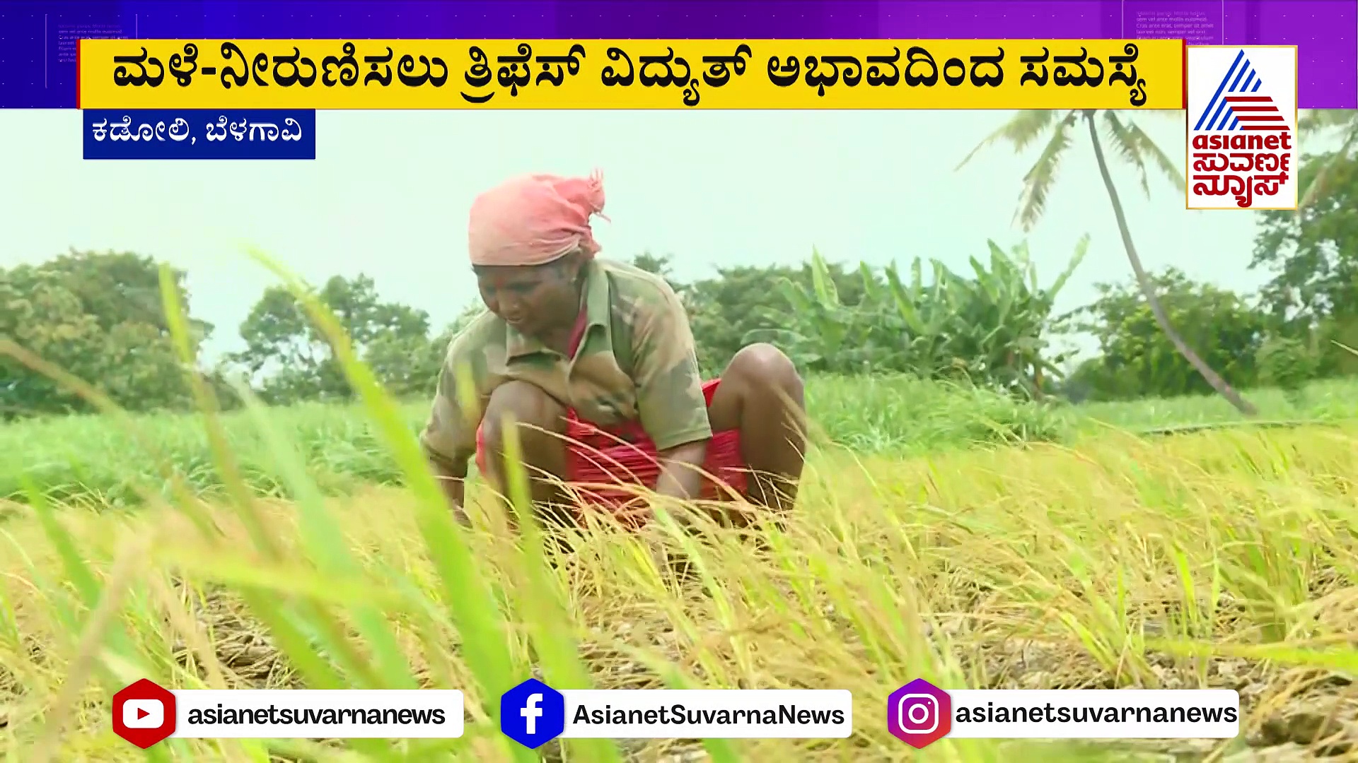 ಅನ್ನದಾತನಿಗೆ ಮತ್ತೊಂದು ಸಂಕಷ್ಟ: ಏಕಾಏಕಿ ಸಾವಿರಾರು ಎಕರೆ ಭತ್ತದ ಗದ್ದೆಯಲ್ಲಿ ಬಿರುಕು !