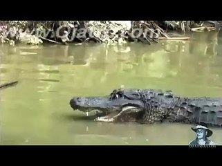 Animals of Jugal: A Photo Safari