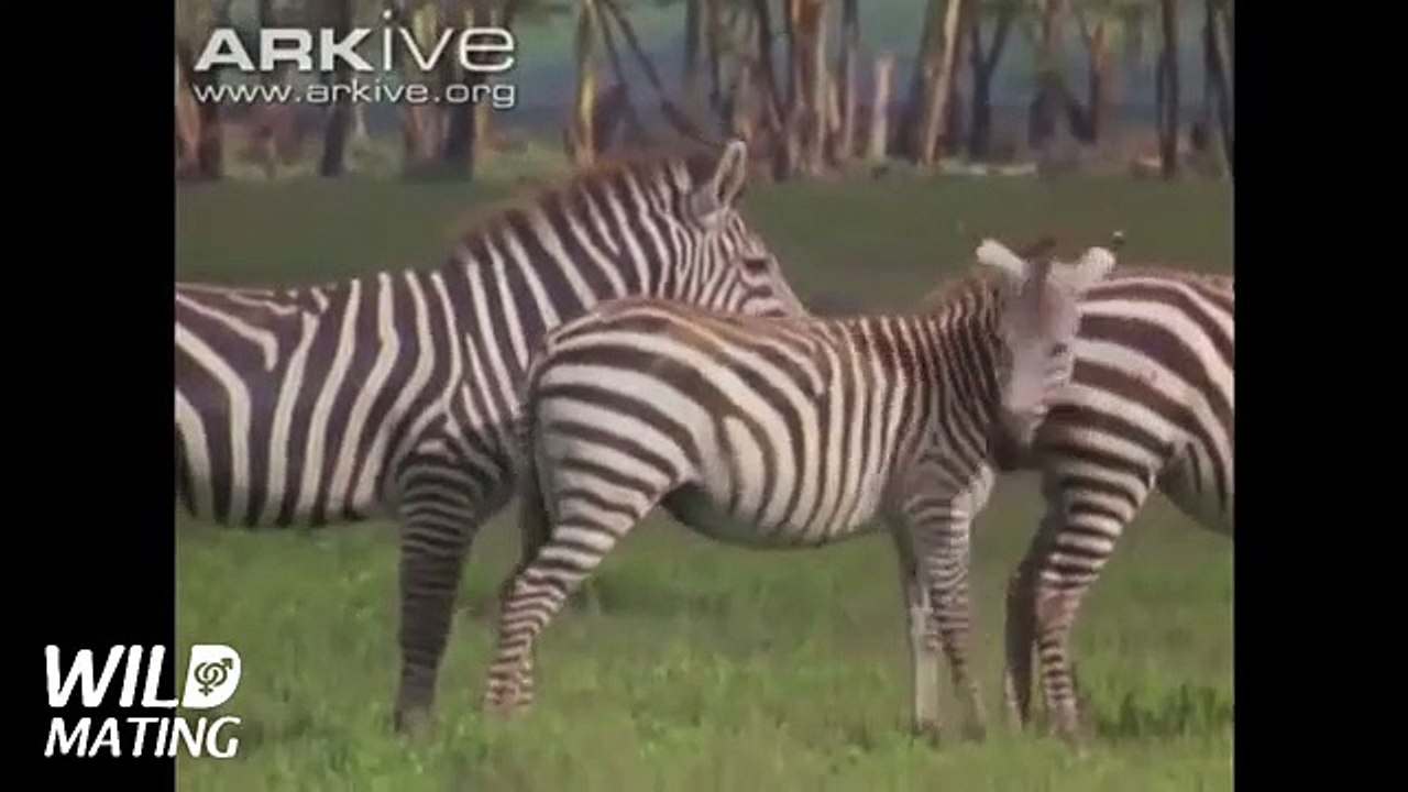 Jugal's Animal Life: A Fascinating Peek into the Jungle