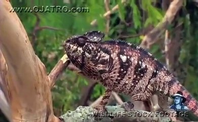 The tone of the video, such as educational, humorous, or inspirational