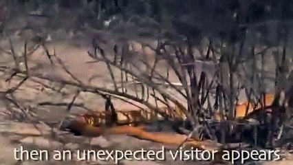 The specific animals that are featured in the video.