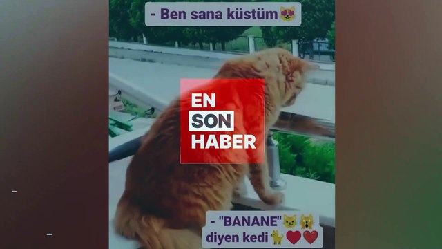 Kendisine küstüğünü söyleyen sahibine cevap veren kedi
