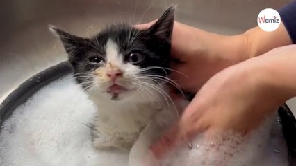 Le da un baño a un gatito callejero su cambio de look fascina a más de 5 millones (Vídeo)