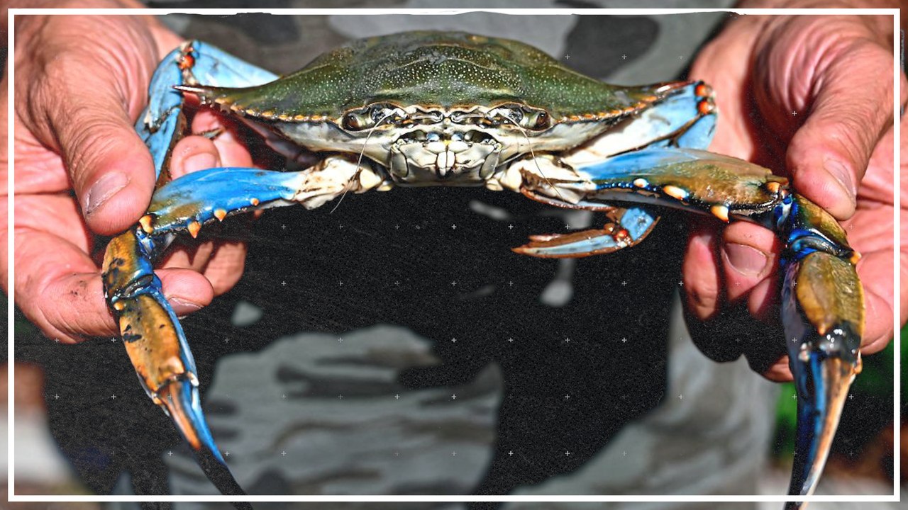 Blaukrabben aus Nordamerika bedrohen Arbeit der Muschelzüchter in Italien