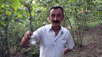 Fındık bahçesine dadanan domuzlara Karadeniz usulü çözüm