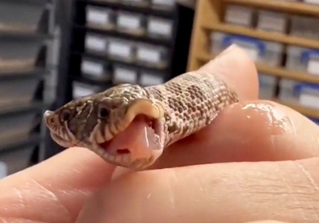Rare two-headed snake hatches in exotic pet shop
