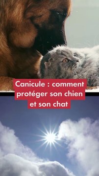 Canicule : comment protéger son chien et son chat