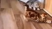 Funny Animals & Cute Pets Videos Compilation  #funny animals #healing #shorts