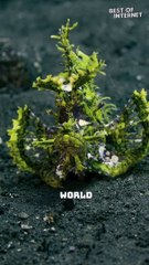 Bali's Underwater Enigma: Rhinopias Frondosa Walking Fish Adventure! || Best of Internet