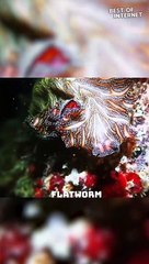 Nature's Artistry: Graceful Persian Carpet Flatworm Explores Singapore's Waters! || Best of Internet