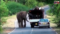 Wild Elephants Breaking Vehicles (Amazing video)