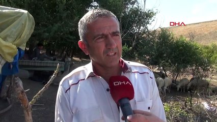 EDİRNE'DE KÖYLERE İNEN KURTLAR, KOYUNLARA SALDIRDI