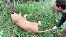 Injured lioness is rescued from snare around her neck