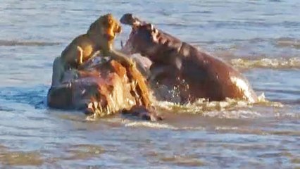Stranded Lion Gets Surrounded & Attacked by Hippos