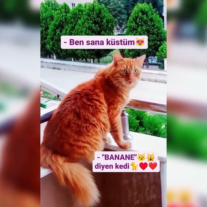 Tahammülü kalmayan kedi dile geldi! "Sana küstüm" diyen sahibine "Bana ne" diye cevap verdi
